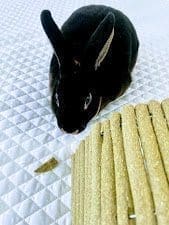 Bendable Timothy Hay Bridge for rabbits, hamsters, chinchilla, guinea pig & small rodents