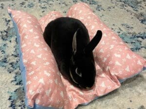 Bunny Flop Bed, Loaf Rabbit Bed, Lounger Bed and Pillow Bed, Cuddle Cushion for Bunny Rabbits. Comes with Ice Tray Pocket for Summer Cooling