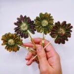 Rabbit Lollipops
