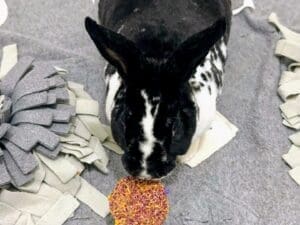 Timothy Hay Floral Round Cake and Apple Stick Lollipop Treat. Rabbit Treat, Chinchilla Treat, Hamster Treat, Guinea Pig Treat, Gerbil Treat