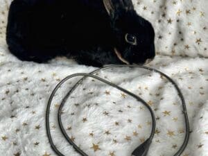 Pet Safe Durable Bite-Resistance Braided Stainless Steel Fast Charging IPhone and Android Cable - Your Pet Rabbit, Dogs and Cat. New Nemesis