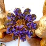 Daisy Floral Hay Treats for Rabbits, Gerbils, Hamsters, Guinea Pigs and Other Small Rodent