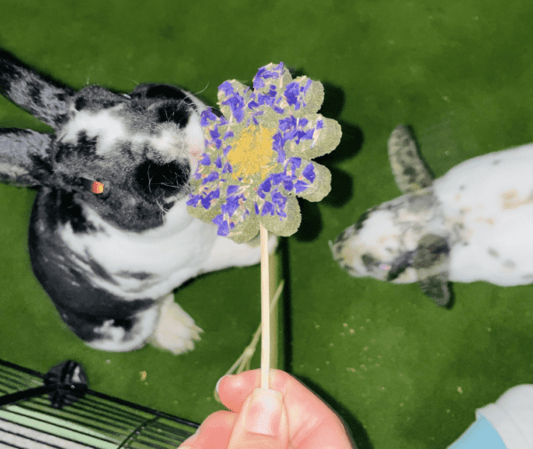 Daisy Floral Hay Treats for Rabbits, Gerbils, Hamsters, Guinea Pigs and Other Small Rodent